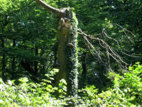 Meißner237.JPG