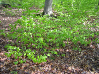 IMG_6172.JPG